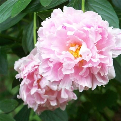 45岁女人用的微信头像牡丹花(精选22张)