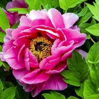 45岁女人用的微信头像牡丹花(精选22张)