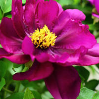 45岁女人用的微信头像牡丹花(精选22张)