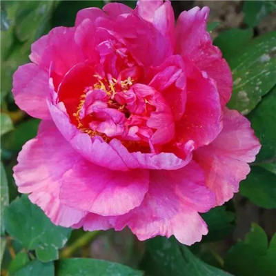 45岁女人用的微信头像牡丹花(精选22张)