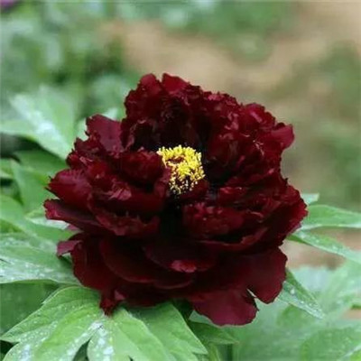 45岁女人用的微信头像牡丹花(精选22张)