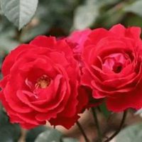 45岁女人用的微信头像牡丹花(精选22张)