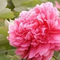 45岁女人用的微信头像牡丹花(精选22张)