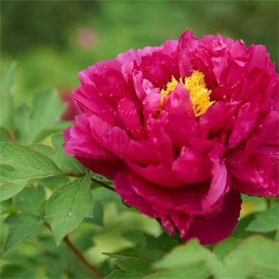 45岁女人用的微信头像牡丹花(精选22张)