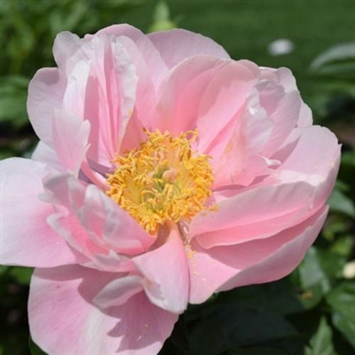 45岁女人用的微信头像牡丹花(精选22张)