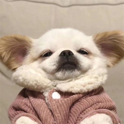 超级爆笑沙雕头像图片(精选28张)