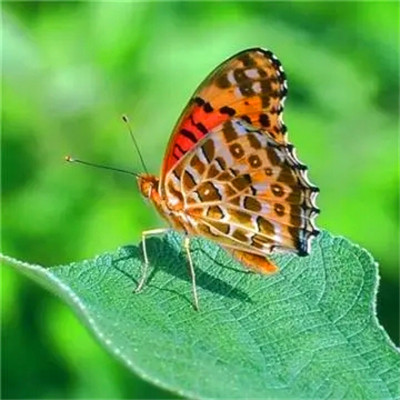 2023能带来好运的微信头像图片(共24张)