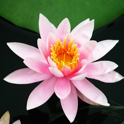 适合妈妈们用的微信头像(优选22张)