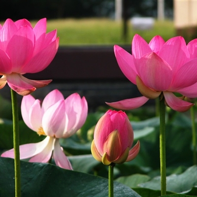 适合妈妈们用的微信头像(优选22张)