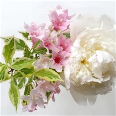 适合妈妈们用的微信头像(优选22张)