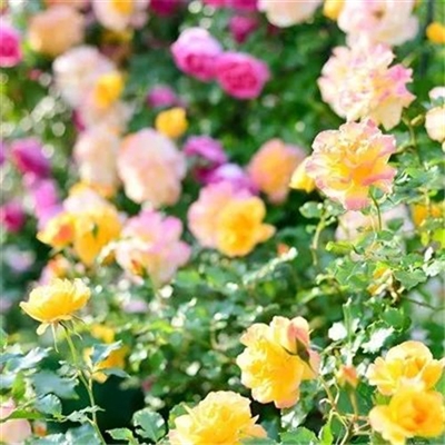 适合妈妈们用的微信头像(优选22张)