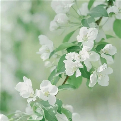 适合妈妈们用的微信头像(优选22张)