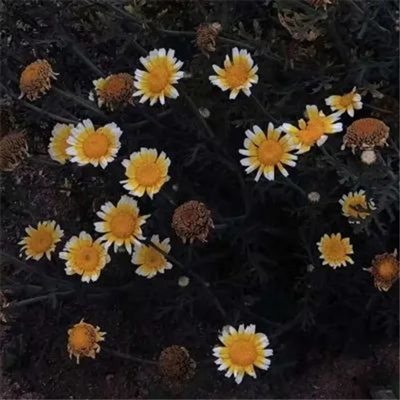 适合妈妈们用的微信头像(优选22张)