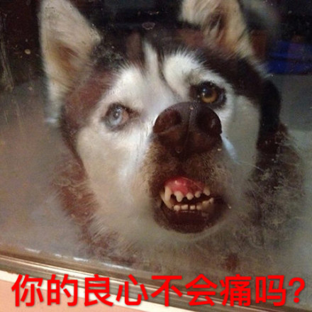 动物带字的搞笑图片你的良心不会痛吗