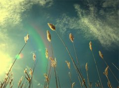 史上最伤感的个性签名_我不愿意舍弃我的不甘心