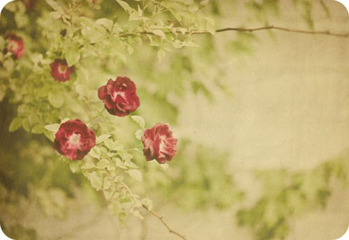 单恋的伤感句子说说 只要不放弃就不会失恋