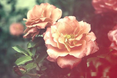 很有才的经典搞笑说说 十年树木百年树袋熊