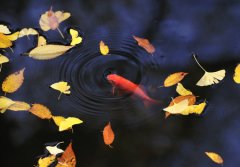 非主流爱情表白句子 你是天是地是我的唯一