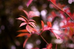 战胜癌症的励志句子