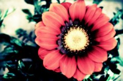 关于格桑花的唯美句子