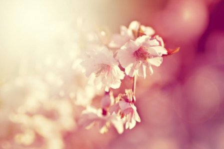 关于格桑花的唯美句子