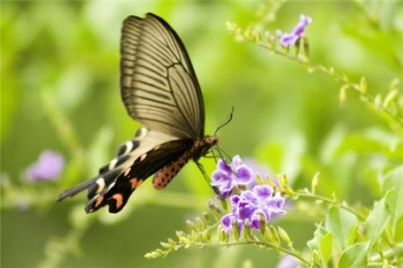 情绪低落的QQ个性说说