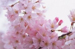 唯美古风表白的句子 古风有诗意的表白语句