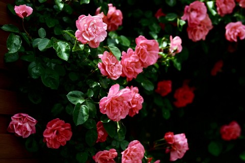 等一个人的句子