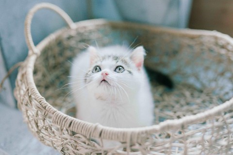 幸福家庭的句子