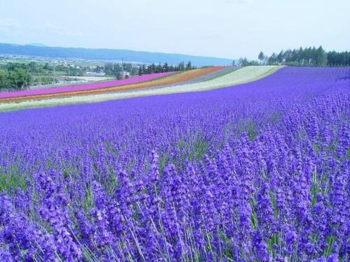 等待爱情的句子