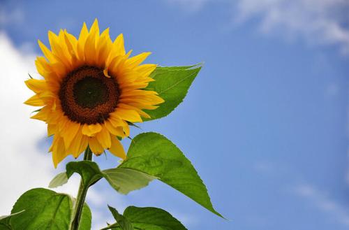 阳光充满正能量的句子