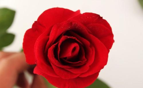 描写玫瑰花的优美句子