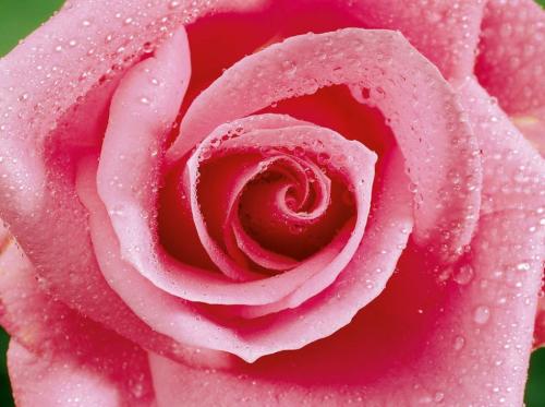 描写玫瑰花的优美句子