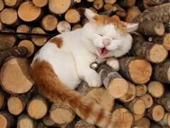 帮助他人的格言 帮助别人的名人名言