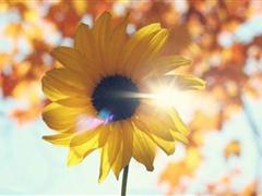 关于谈恋爱的句子 关于爱情的唯美句子