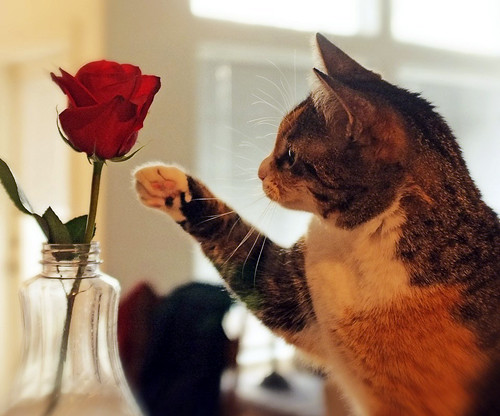 最搞笑的qq说说