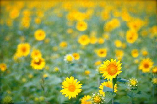 在一起很幸福的句子