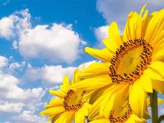 描写早晨太阳的句子 清晨的阳光唯美句子