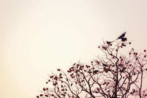 描写日出的唯美句子