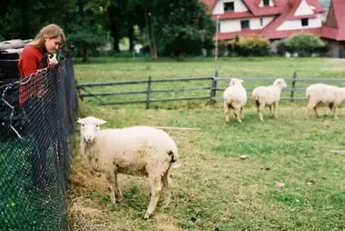 赞美经典歌曲的句子