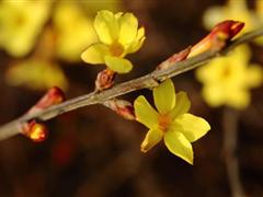 描写春天迎春花的句子