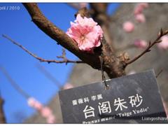 梅花好句 关于梅花的好句