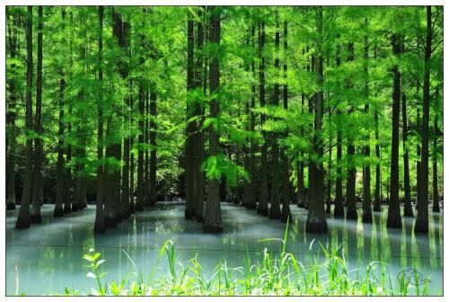 写景的优美句子