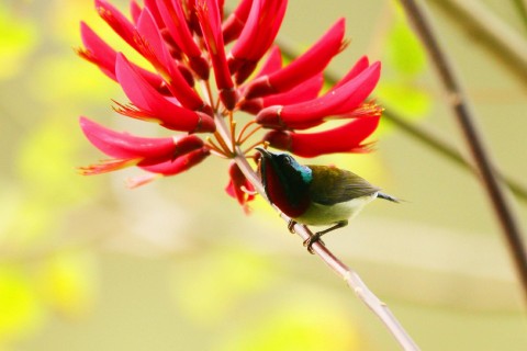 描写太阳的好词好句