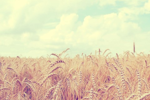 婚礼上对妻子说的话