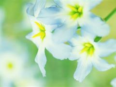 描写空气清新的段落