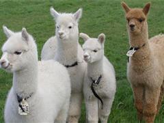 qq网名带暖字的