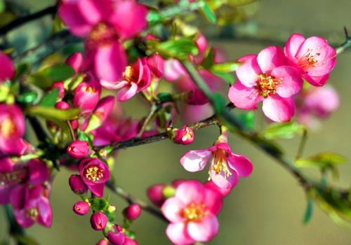 赞美梅花的好句