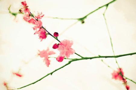 赞美梅花的好句