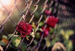 适合群里发的励志说说